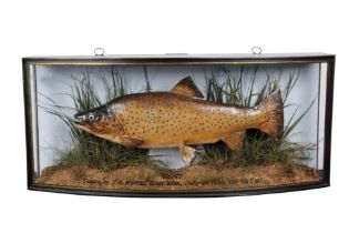 J. COOPER & SONS OF LONDON: A TAXIDERMY BROWN TROUT