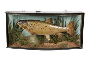 J. COOPER & SONS OF LONDON: A BROWN TROUT