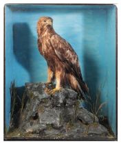 TAXIDERMY: A VICTORIAN MALE GOLDEN EAGLE