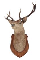 TAXIDERMY: A MOUNTED RED DEER STAG HEAD