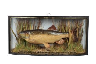 J. COOPER & SONS OF LONDON: A TAXIDERMY CHUB