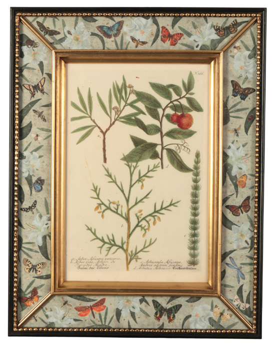 JOHANN WILHELM WEINMANN (1683-1741) A set of twelve botanical studies - Image 6 of 12