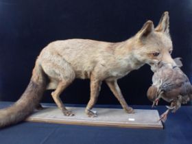 TAXIDERMY: A FOX, WITH A CAUGHT BIRD