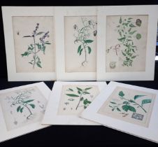 20TH CENTURY ENGLISH SCHOOL: A GROUP OF SIX BOTANICAL STUDIES