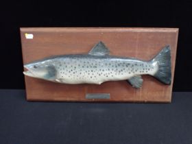 A MOUNTED MODEL OF AN ATLANTIC SEA TROUT