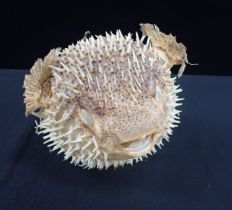 A PRESERVED SPINY PUFFER FISH CURIOSITY