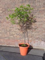 A QUINCE TREE, VARIETY 'VRANGA' (AGM)