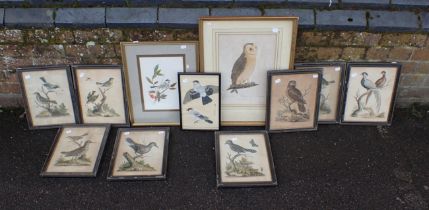A COLLECTION OF BIRD PRINTS