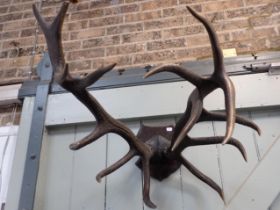 A PAIR OF VICTORIAN SEVEN-POINT ANTLERS