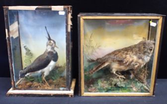 TAXIDERMY: A LAPWING AND A LONG-EARED OWL