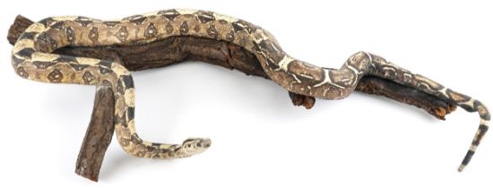 Large Taxidermy interest python on branch, 122cm wide : For further information on this lot please