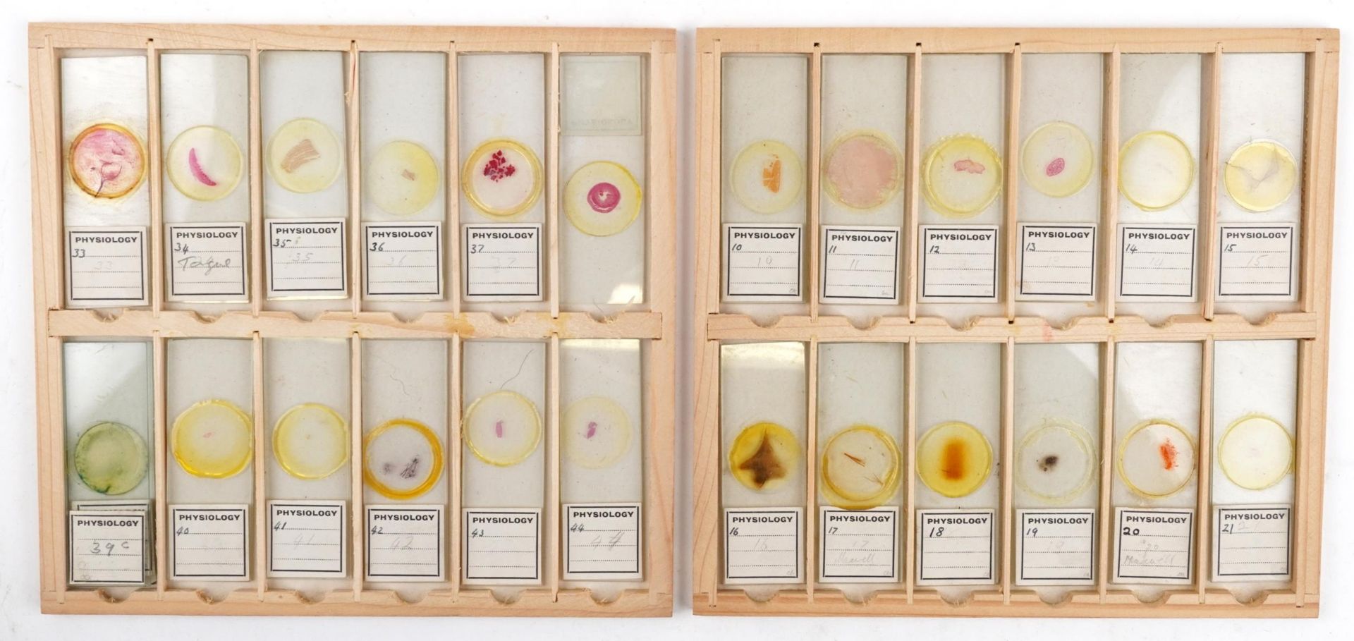 Collection of over one hundred scientific interest physiology microscopen prepared glass slides - Bild 10 aus 12