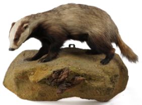 Taxidermy interest badger on naturalistic setting, 73cm wide : For further information on this lot