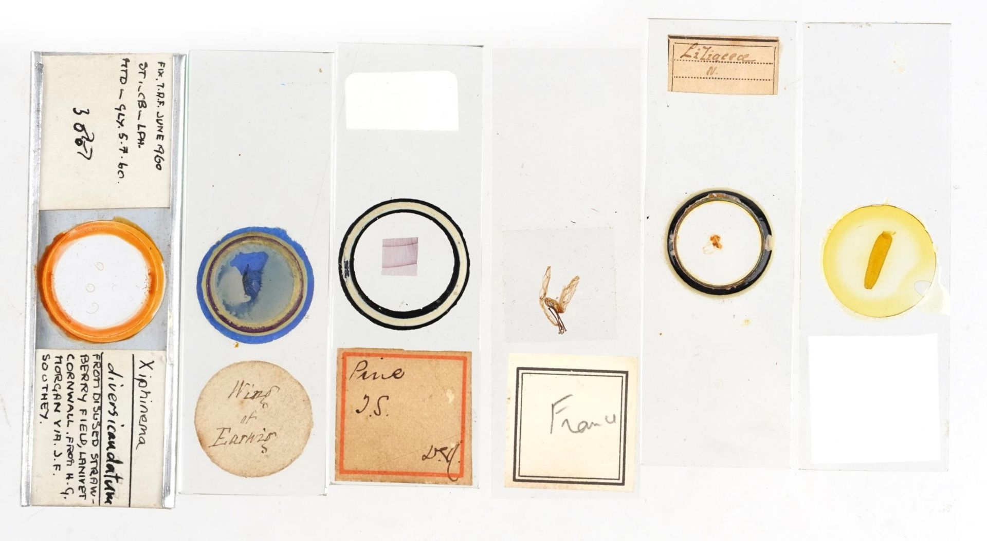 Collection of early 20th century scientific interest microscope prepared glass slides including W - Bild 5 aus 8