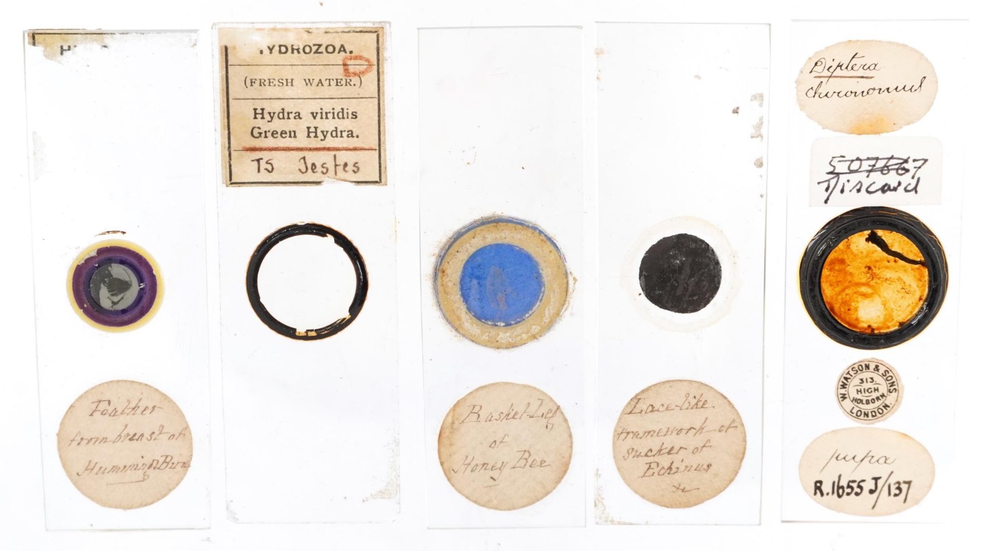 Collection of early 20th century scientific interest microscope prepared glass slides including W - Bild 6 aus 8