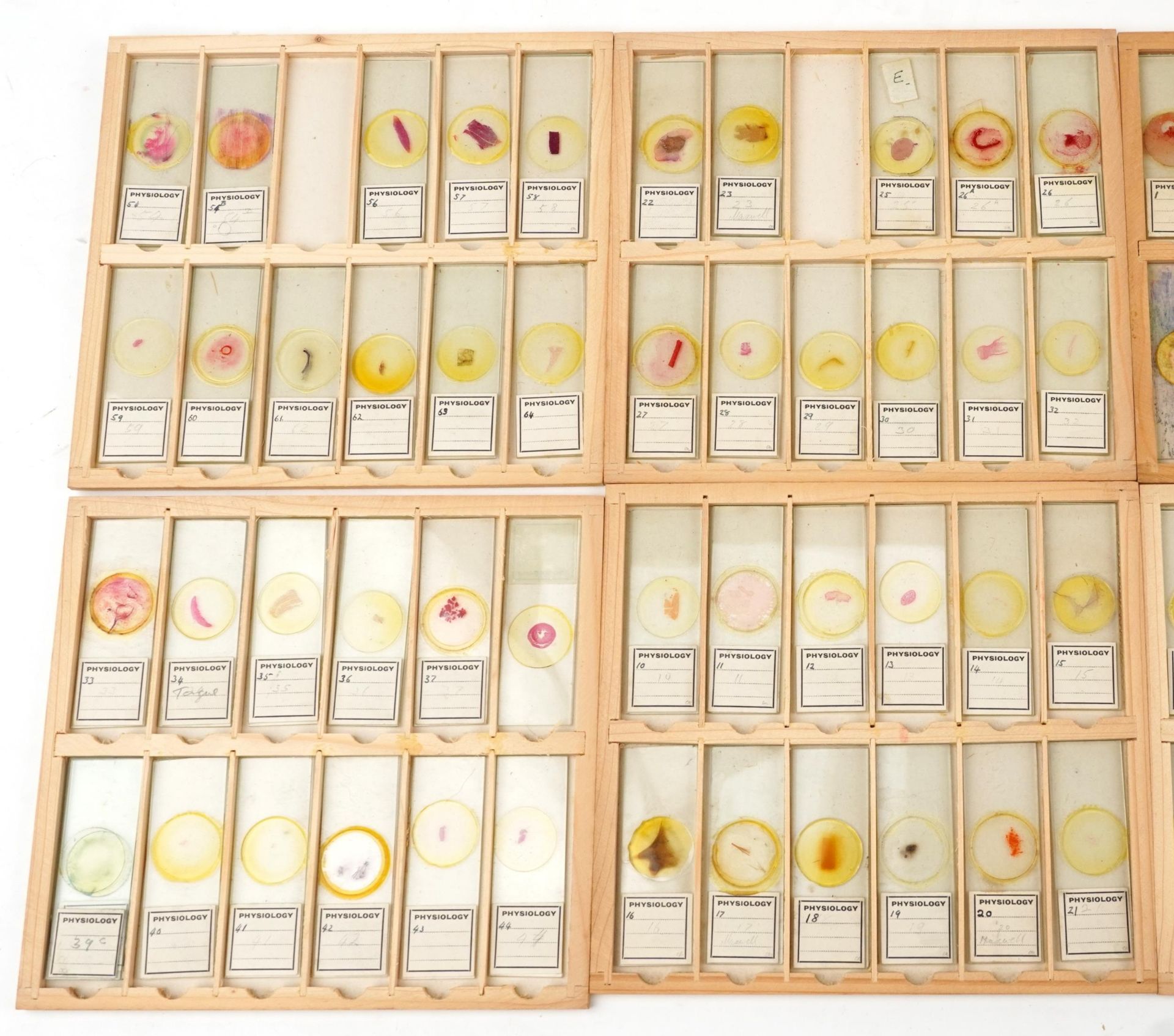 Collection of over one hundred scientific interest physiology microscopen prepared glass slides - Bild 2 aus 12