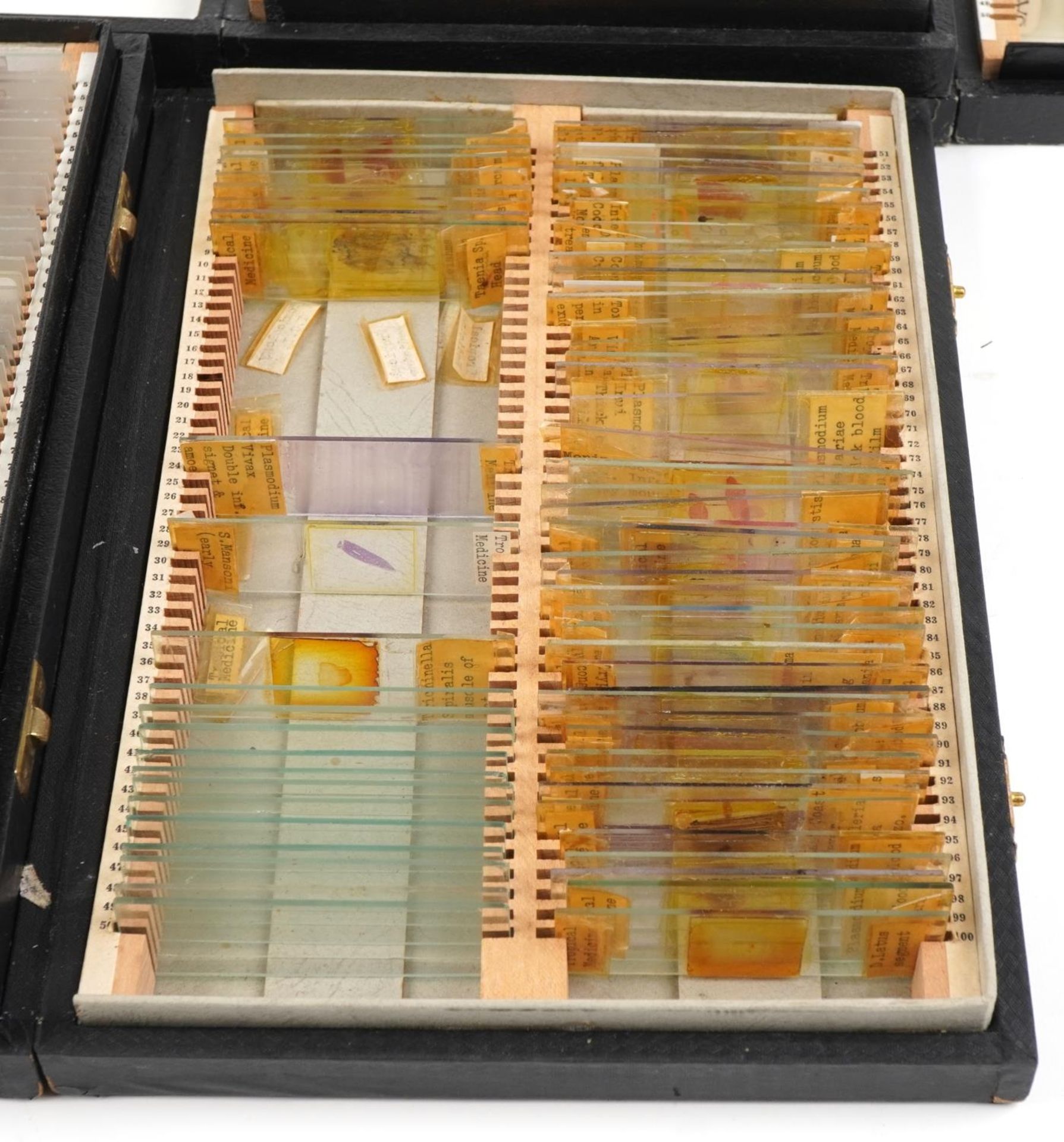 Large collection of scientific microscopic prepared glass slides arranged in four cases including - Image 7 of 7