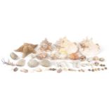 Vintage and later taxidermy interest sea shells including large conch shells and star fish, the