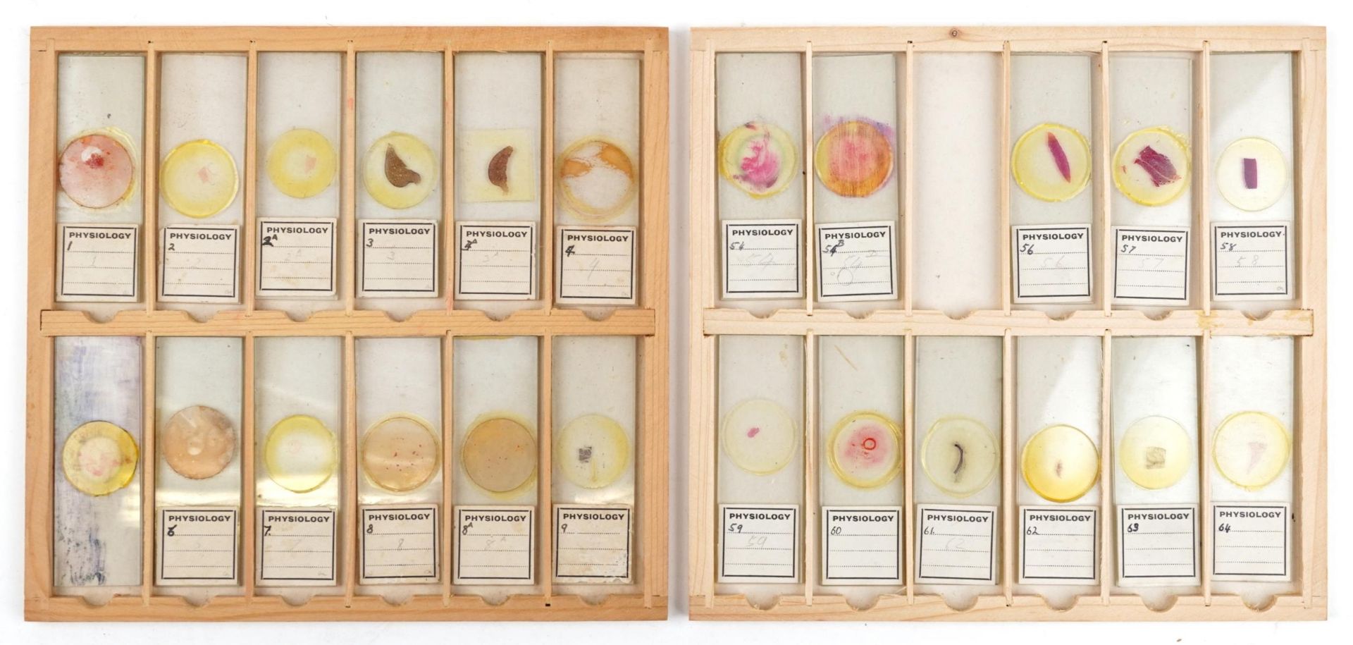 Collection of over one hundred scientific interest physiology microscopen prepared glass slides - Bild 7 aus 12