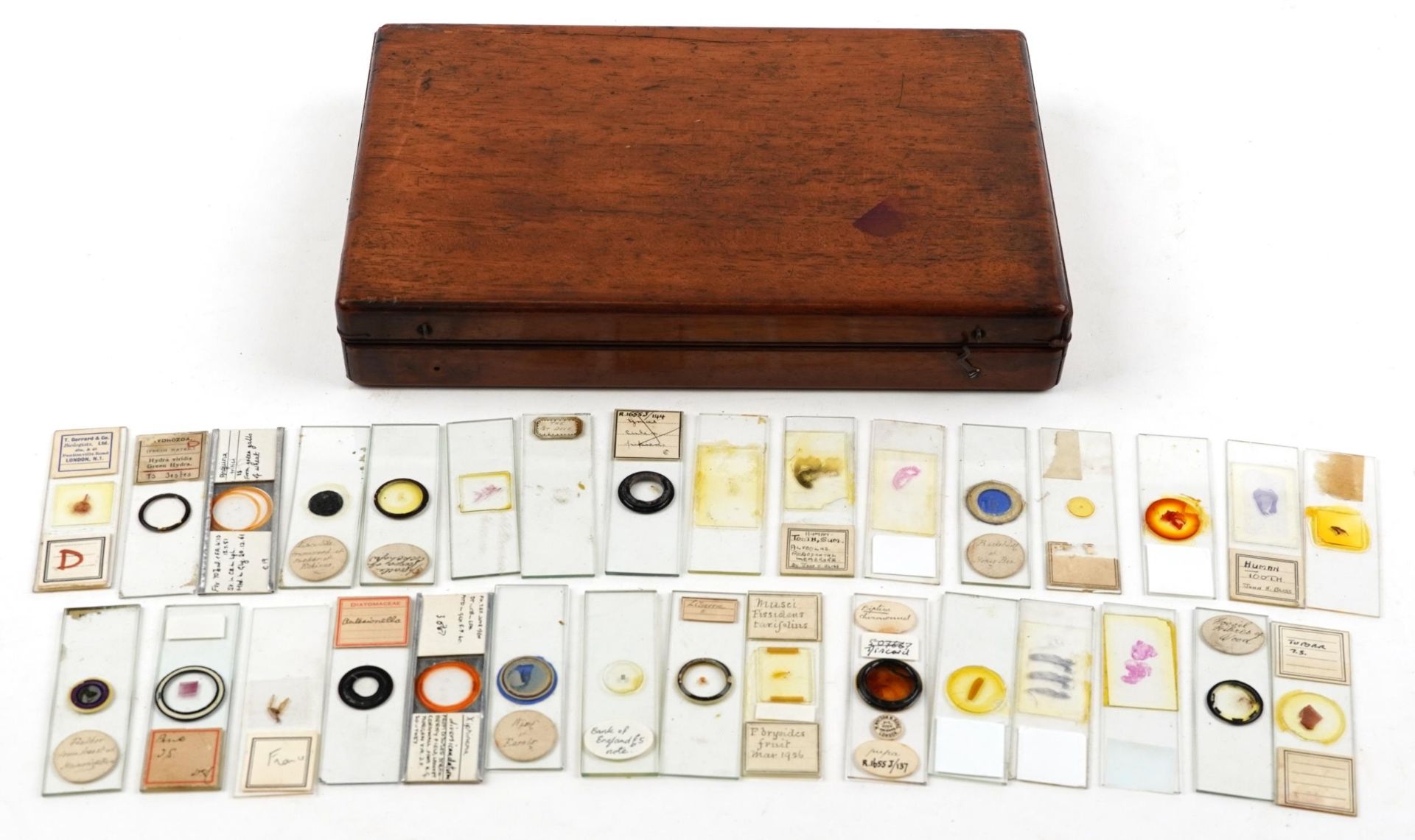 Collection of early 20th century scientific interest microscope prepared glass slides including W - Image 2 of 8