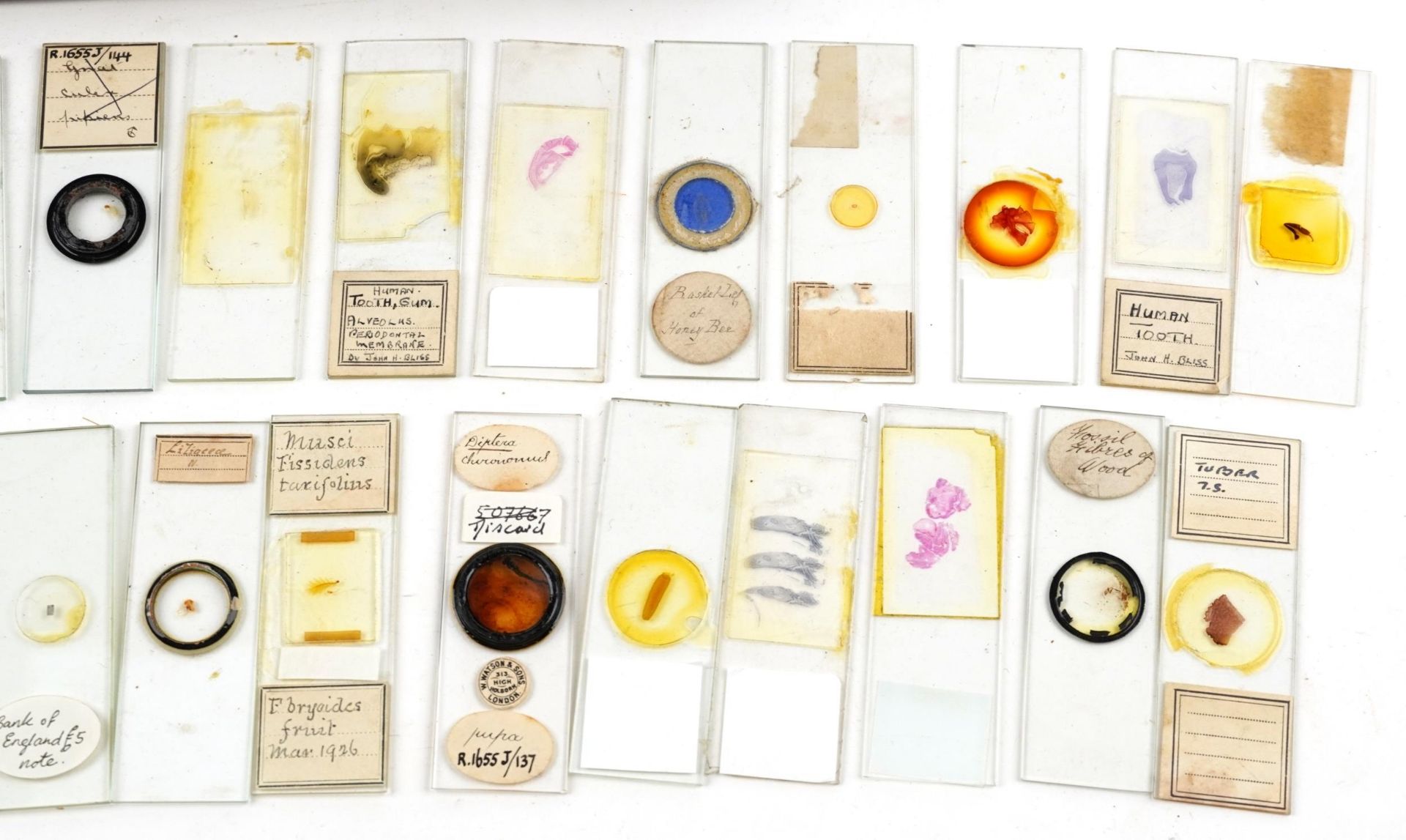 Collection of early 20th century scientific interest microscope prepared glass slides including W - Bild 4 aus 8