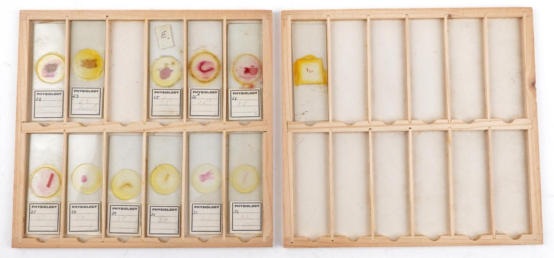 Collection of over one hundred scientific interest physiology microscopen prepared glass slides - Bild 8 aus 12