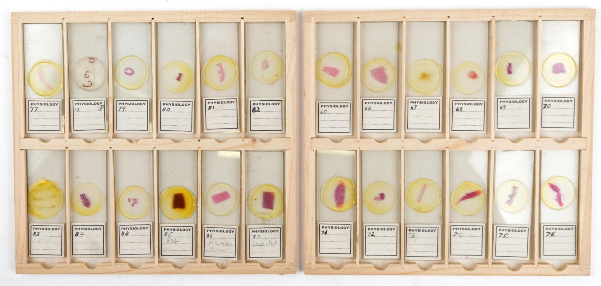 Collection of over one hundred scientific interest physiology microscopen prepared glass slides - Bild 11 aus 12