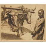 Dorothy Kay - Boy with two bulls, pencil signed black and white etching, Hallis & Co, Main Street,