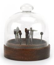 Set of chiropodist's tools raised on a hardwood stand housed under a glass dome, 12.5cm high : For