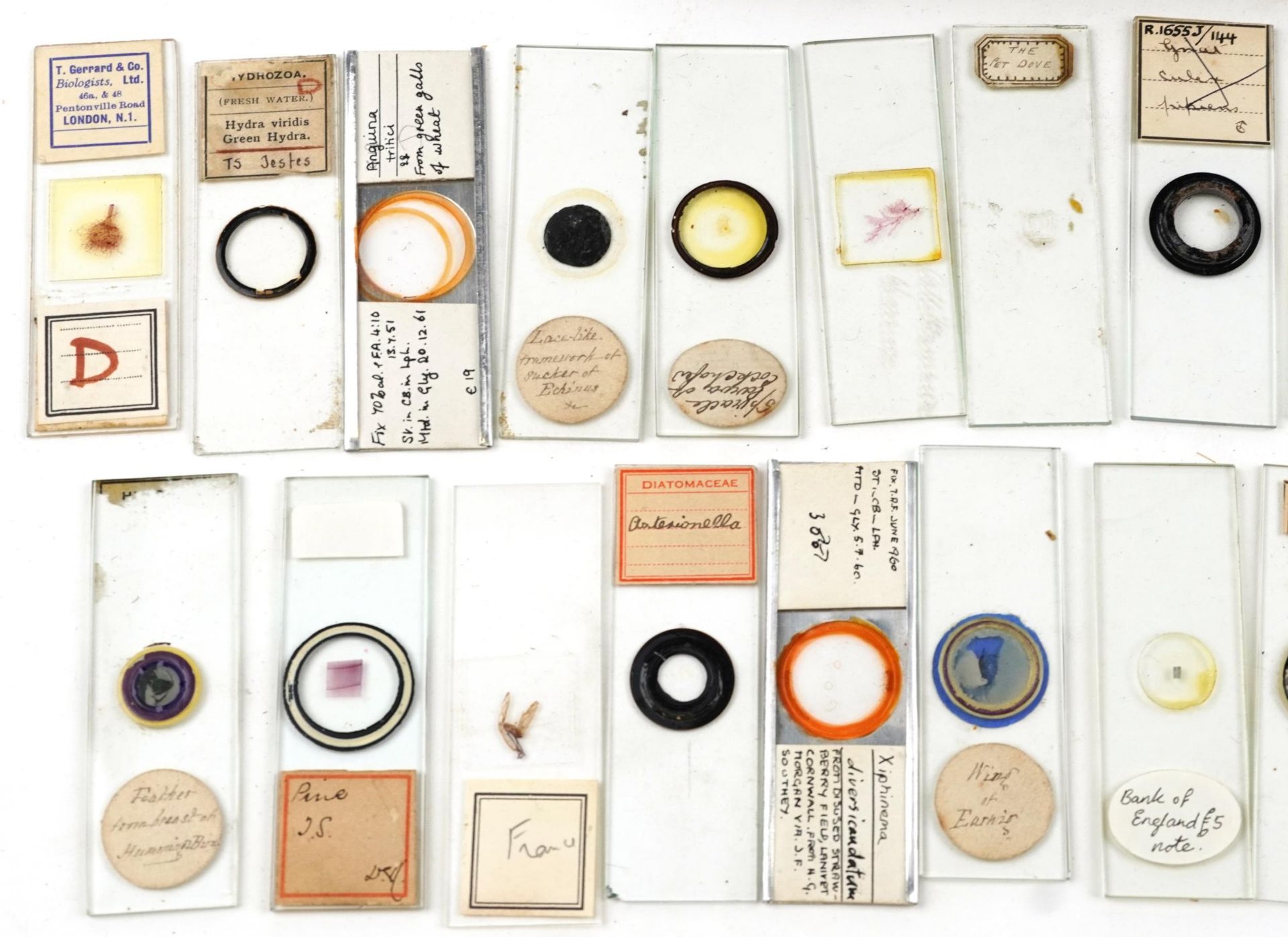Collection of early 20th century scientific interest microscope prepared glass slides including W - Image 3 of 8