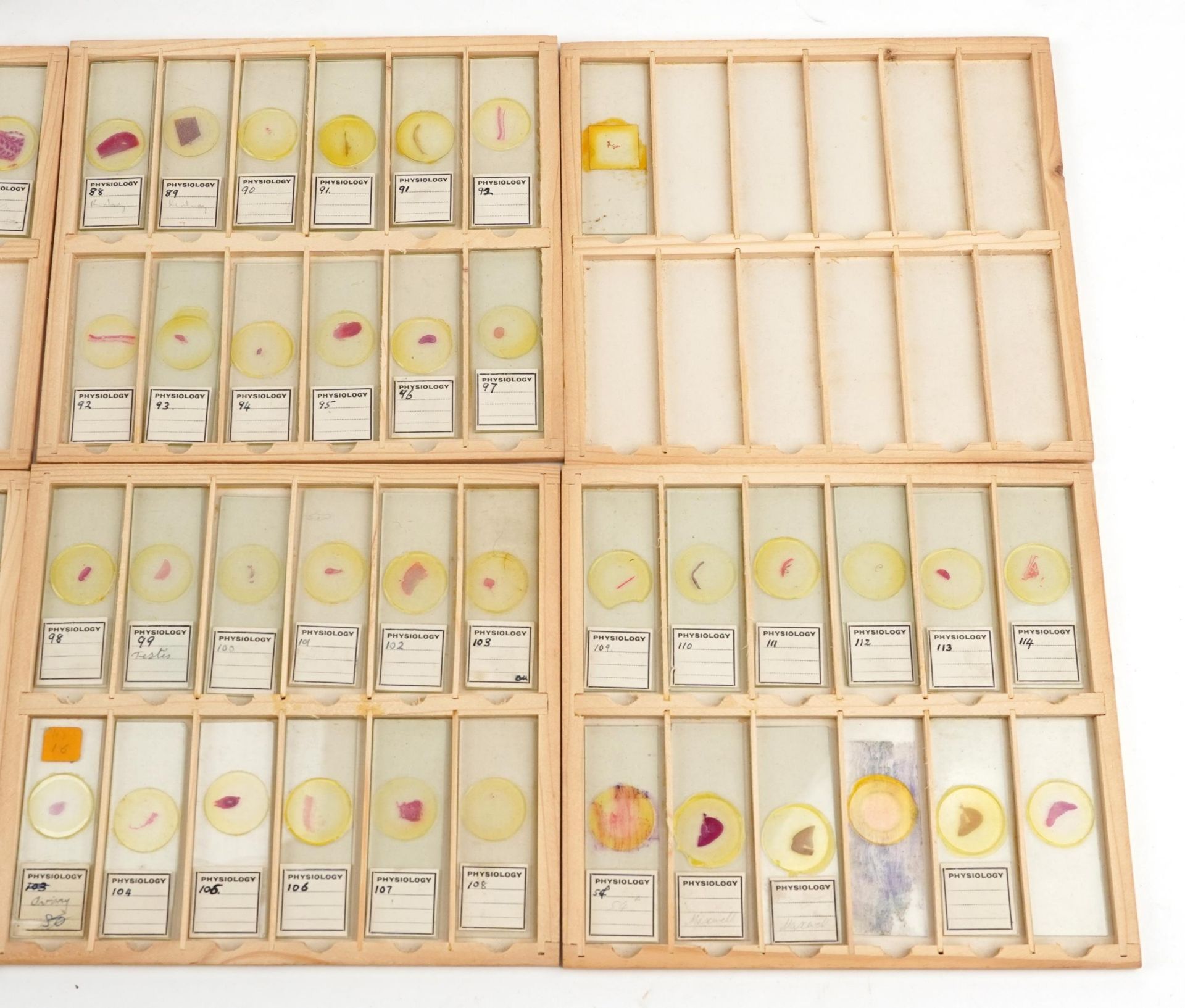 Collection of over one hundred scientific interest physiology microscopen prepared glass slides - Bild 4 aus 12