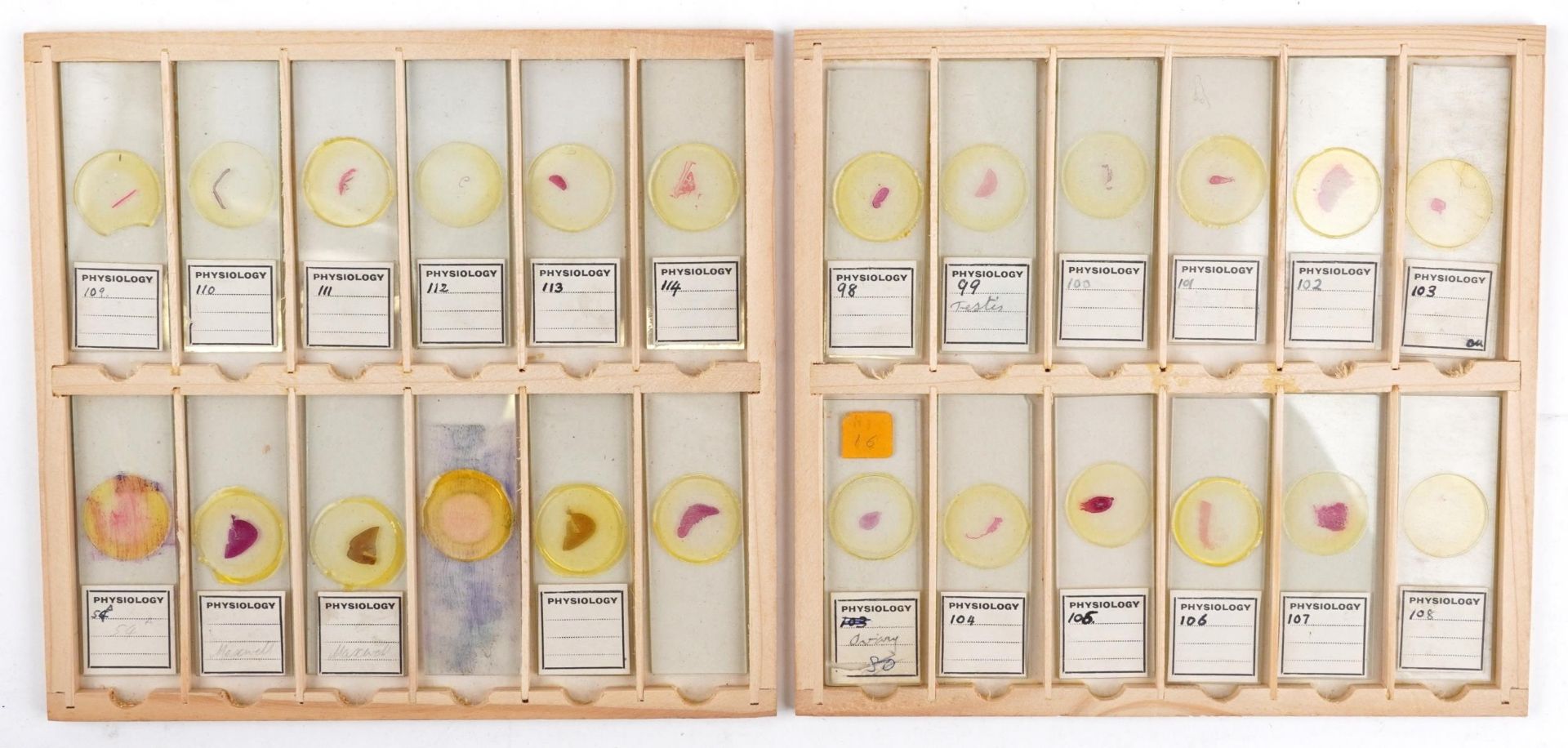 Collection of over one hundred scientific interest physiology microscopen prepared glass slides - Bild 12 aus 12