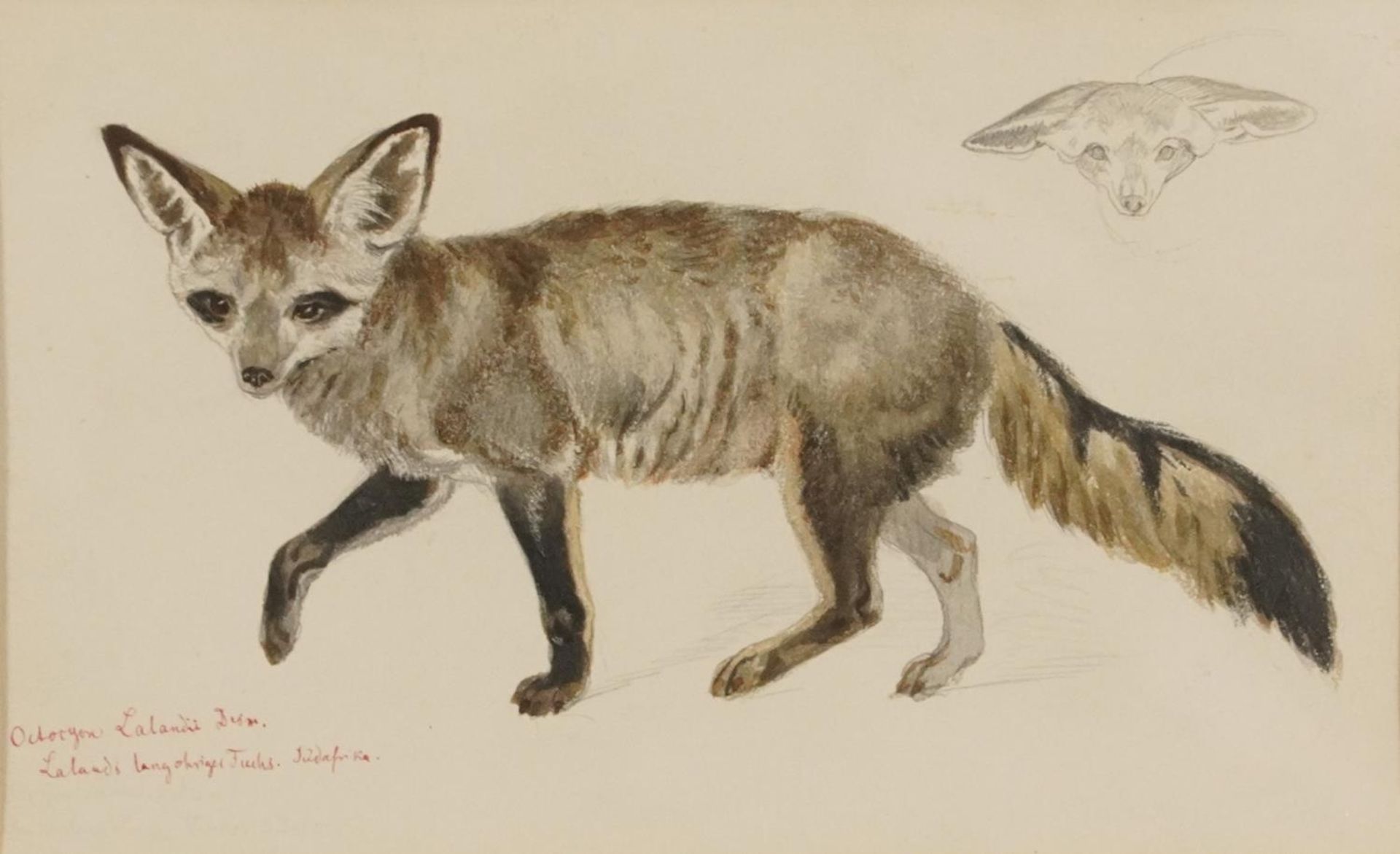 Richard Fuchs - Bat Eared Fox, inscribed pencil and watercolour, Appleby Bros label verso,
