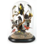 Victorian taxidermy display of exotic birds housed under a glass dome with ebonised base, 58cm