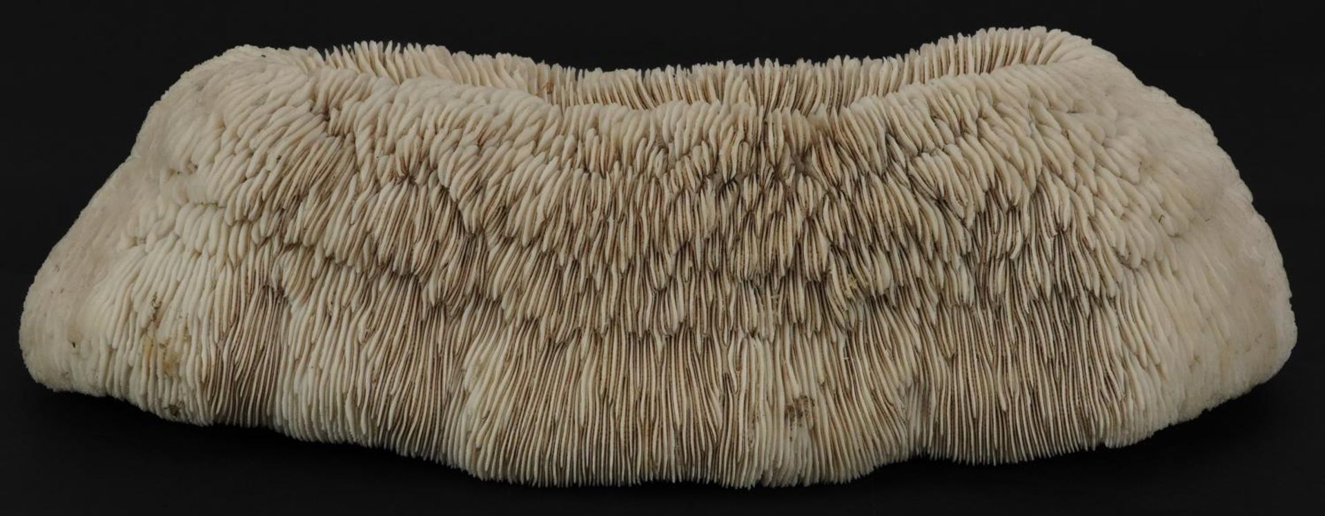 Large natural history interest coral specimen, 33cm wide : For further information on this lot - Image 3 of 4