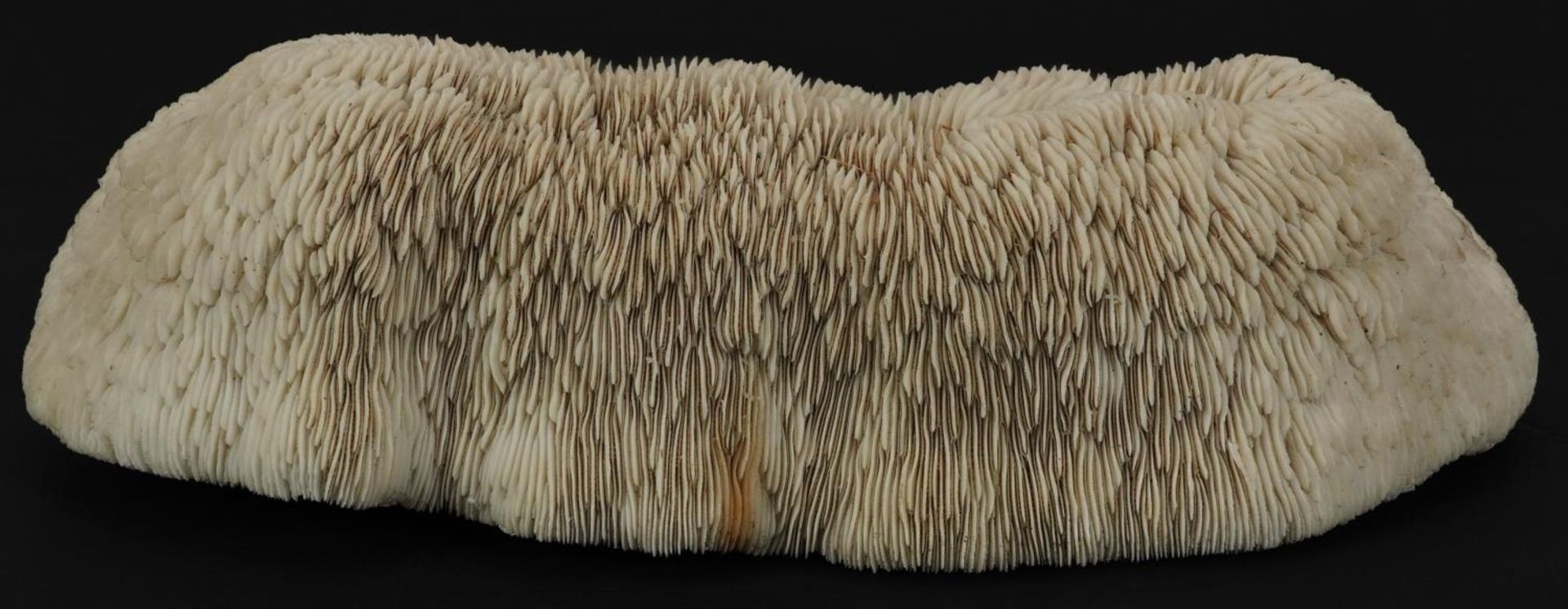 Large natural history interest coral specimen, 33cm wide : For further information on this lot - Image 2 of 4