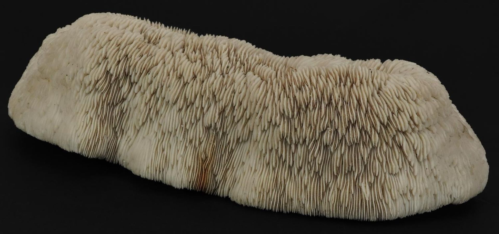 Large natural history interest coral specimen, 33cm wide : For further information on this lot