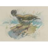 Bird with snail, watercolour, mounted, unframed, 18cm x 13cm excluding the mount : For further