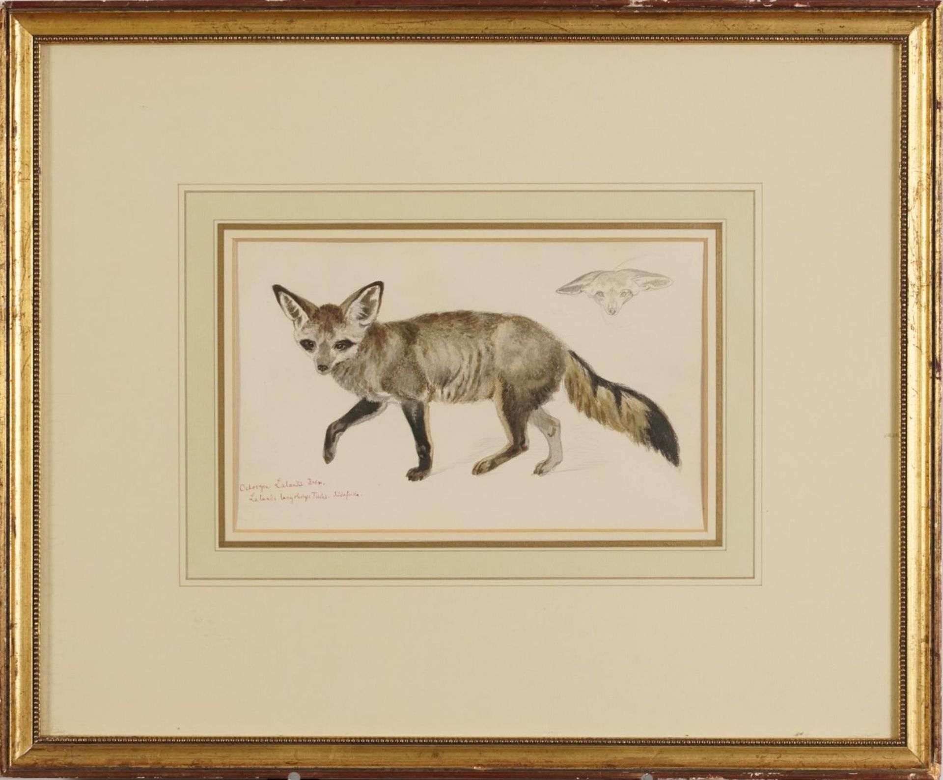 Richard Fuchs - Bat Eared Fox, inscribed pencil and watercolour, Appleby Bros label verso, - Bild 2 aus 5