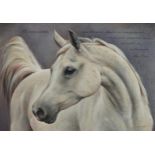 Sarah Aspinall - White horse, equestrian interest oil on canvas, mounted and framed, 48.5cm x 38.5cm