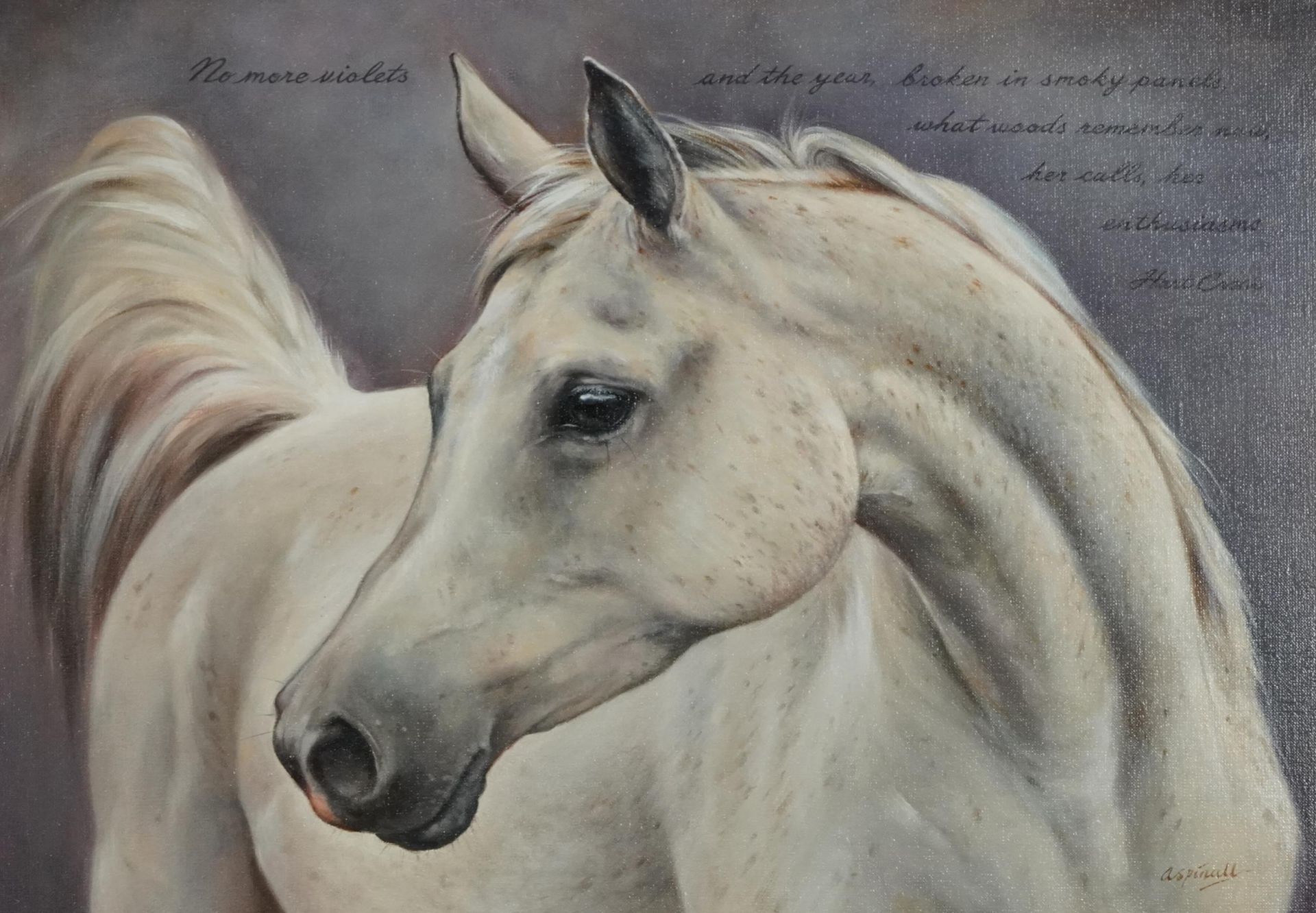 Sarah Aspinall - White horse, equestrian interest oil on canvas, mounted and framed, 48.5cm x 38.5cm