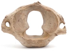 Taxidermy interest vertebra, possibly from a wooly mammoth, 28cm wide