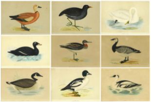 Benjamin Fawcett - Canada Goose, Ruddy Sieldrake and seven others, nine antique century coloured