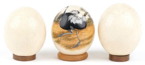 Three taxidermy and Australian interest ostrich eggs, including one hand painted with an ostrich,