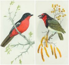 Bob Finch - Black Collard Barbet and Crimson Breasted Shrike, pair of watercolours, details verso,