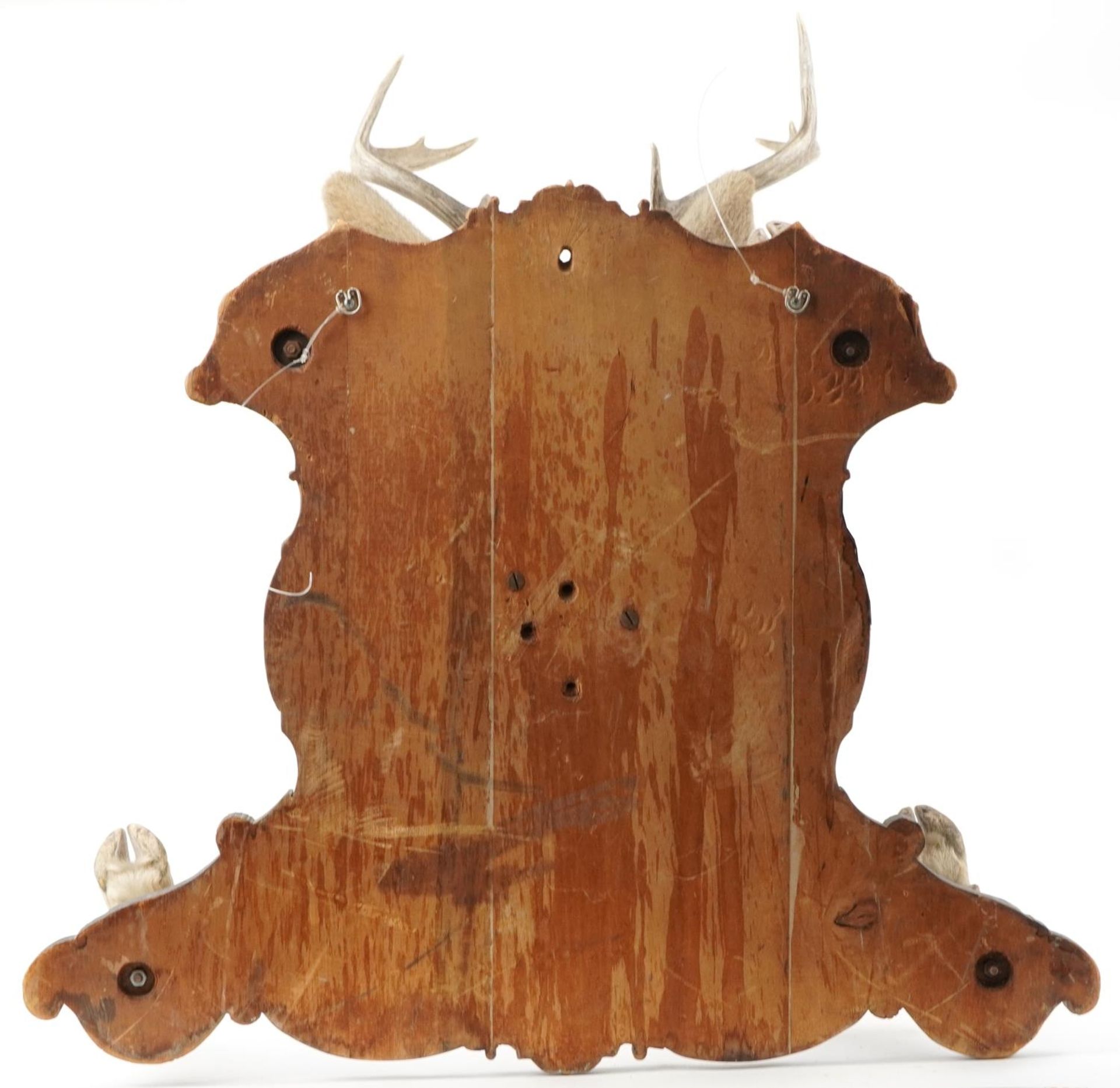 Large taxidermy interest stag's head and hooves mounted on an oak shield shaped back with four - Bild 4 aus 4