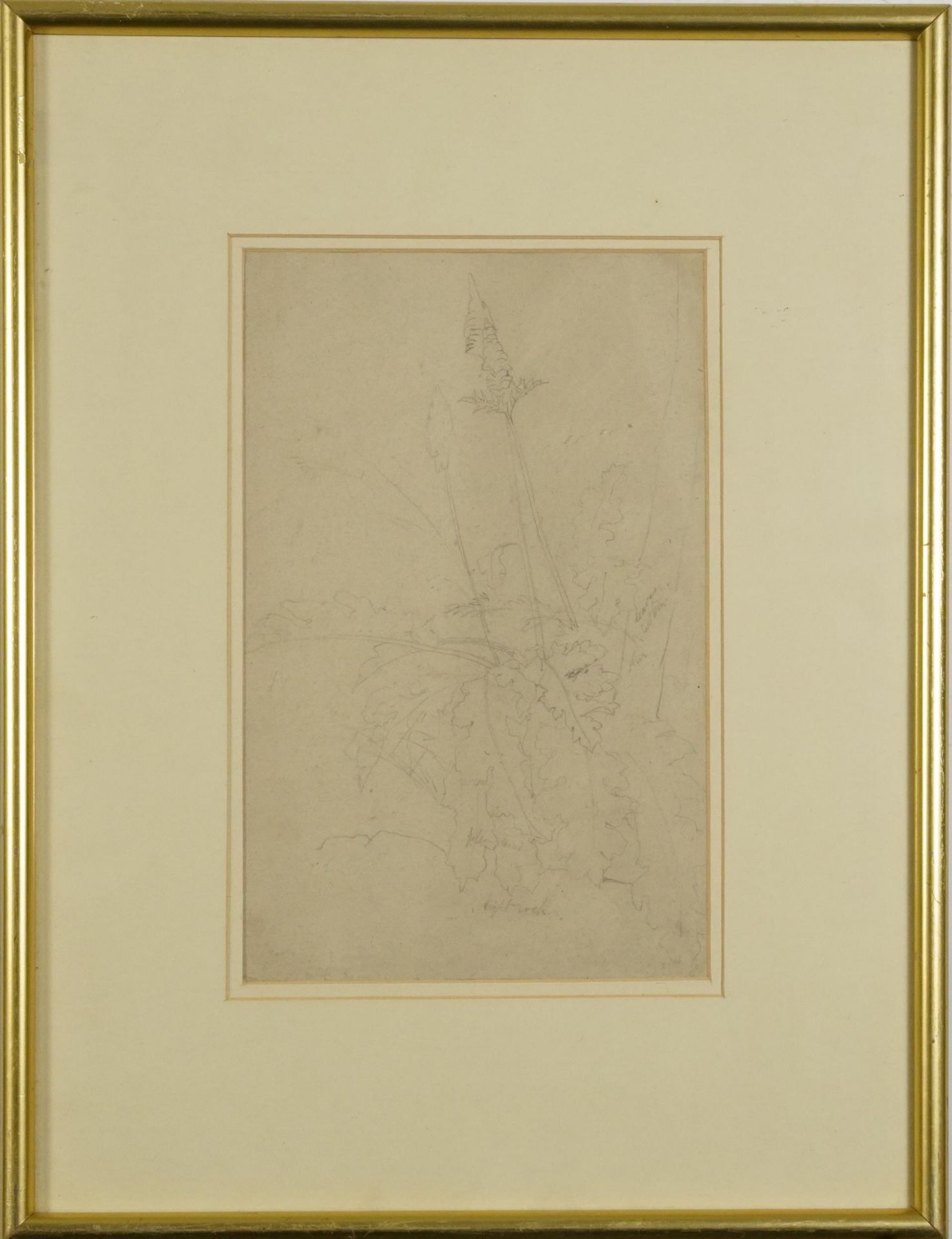 Manner of Edward Lear - Still life flowers, 19th century botanical preliminary pencil sketch with - Bild 2 aus 5