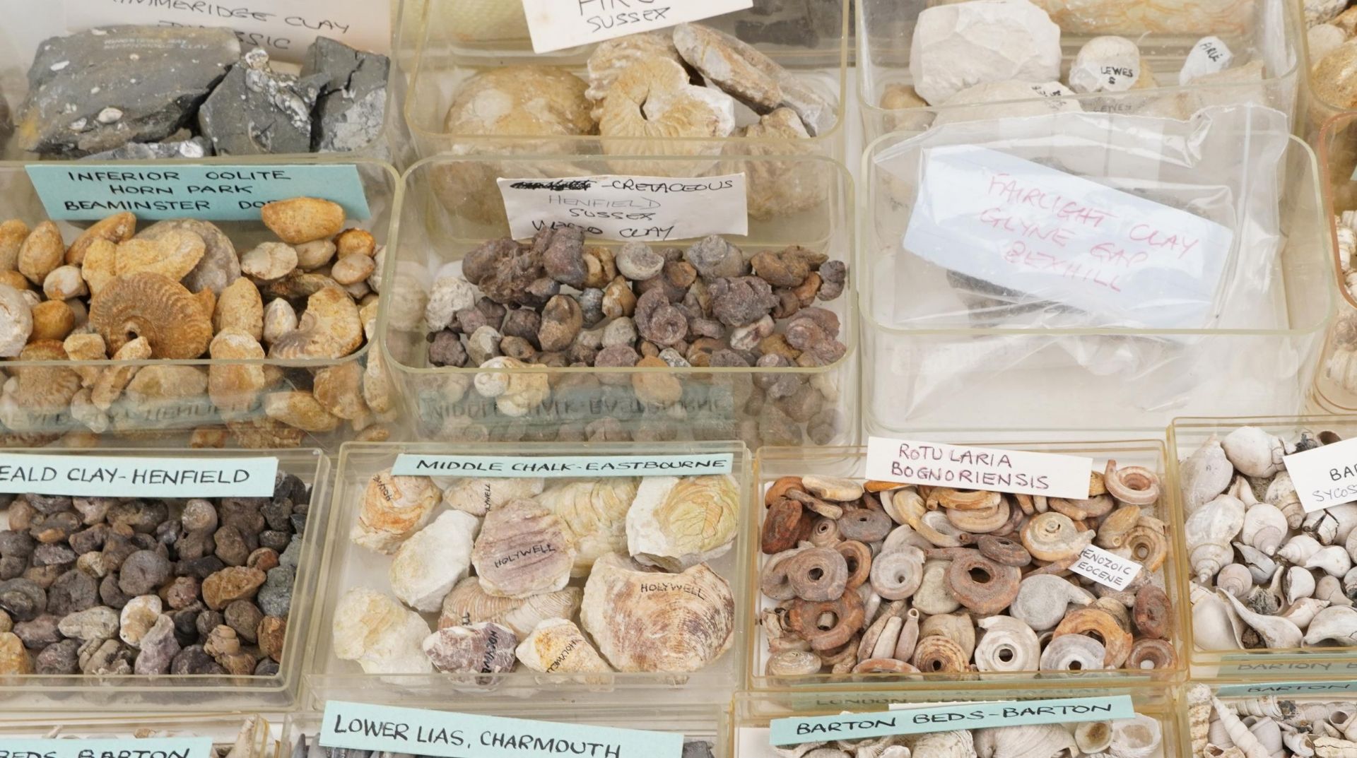Large collection of Natural history and Geology interest fossils and shells including Orbirhynchia - Image 6 of 10