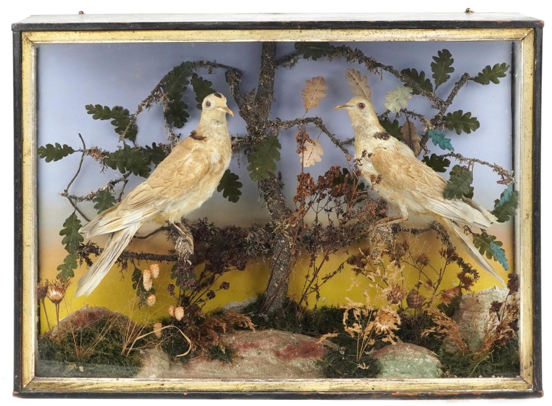 Victorian taxidermy interest display of two collared doves housed in a glazed ebonised case with