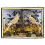 Victorian taxidermy interest display of two collared doves housed in a glazed ebonised case with